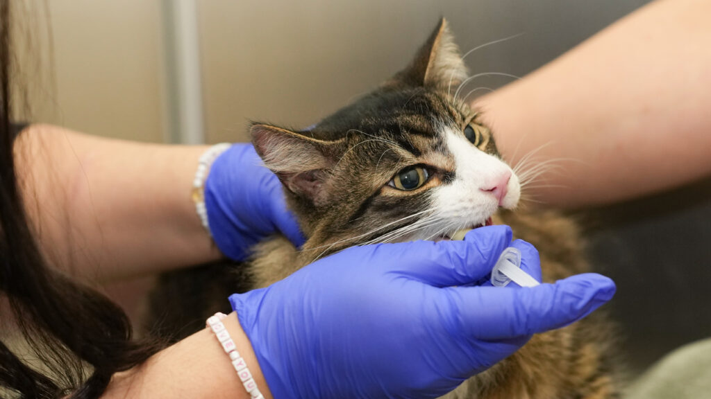 Champions of Pet Health Clinic at SF SPCA May 16-17