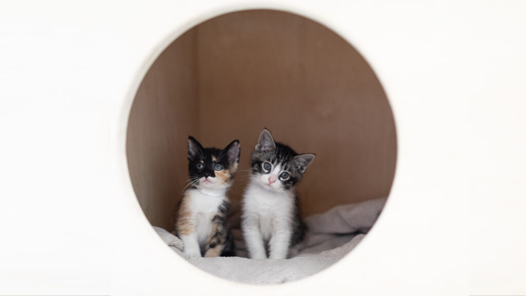 SF SPCA Kitten Season
