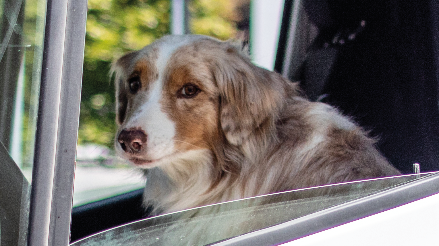 sfspca-dog-driving-van.png