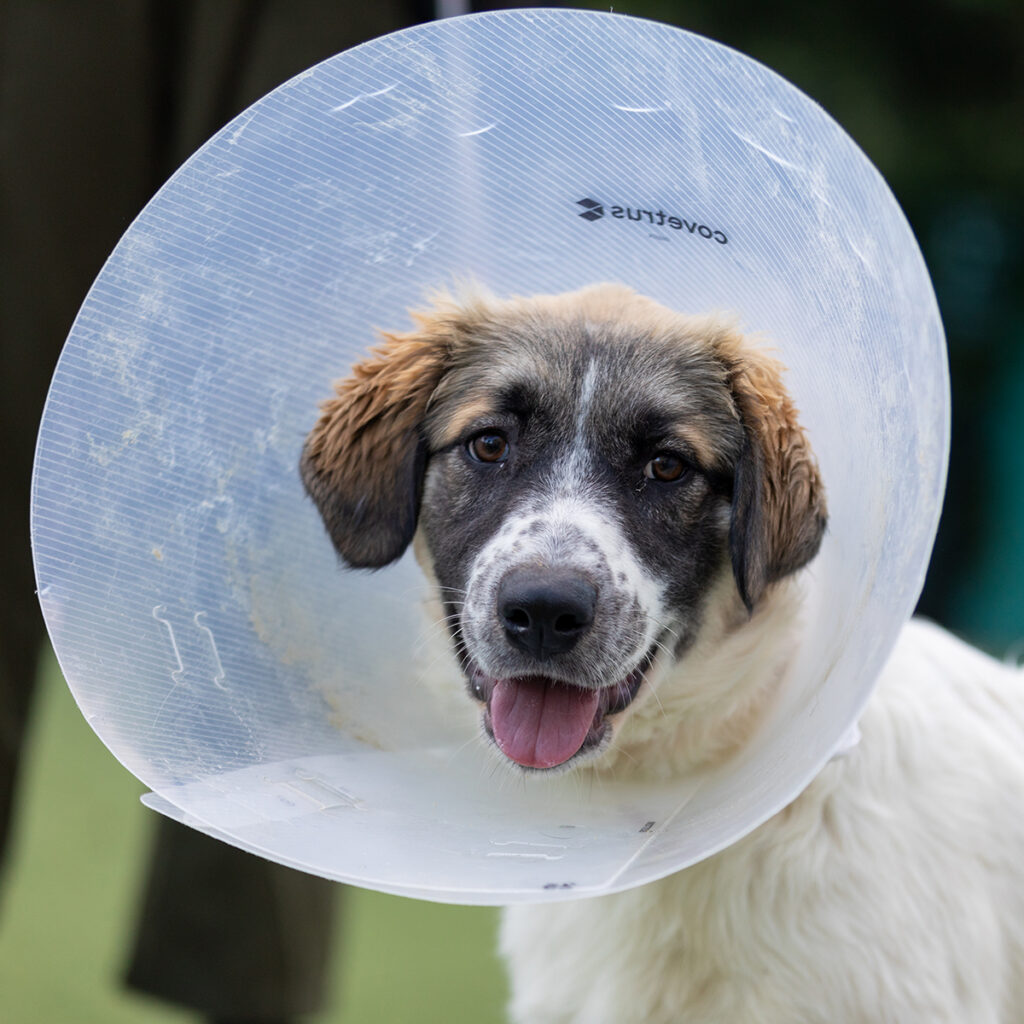 Pay What You Can Spay/Neuter Special \