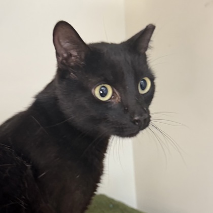 Tuxedo - Photo 1