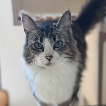 Fluffy - Photo 2