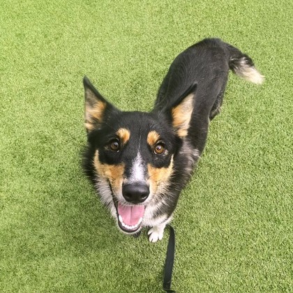 Bindi - Photo 1