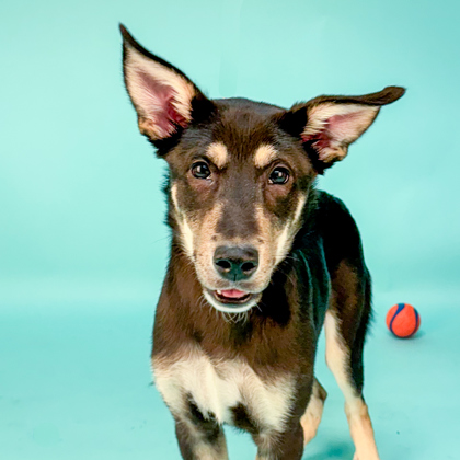 Bruno - Photo 1