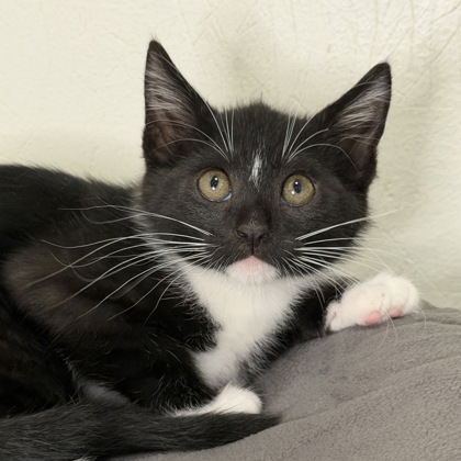 Cleo - Photo 2