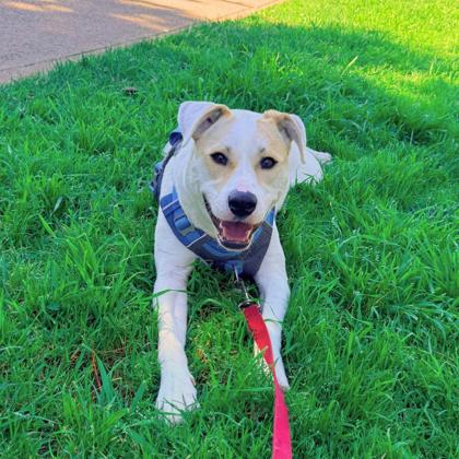 Piper - Photo 2