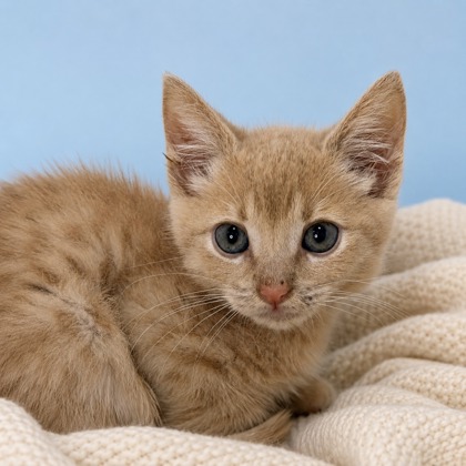 Clementine - Photo 1