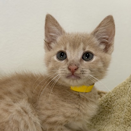 Clementine - Photo 3