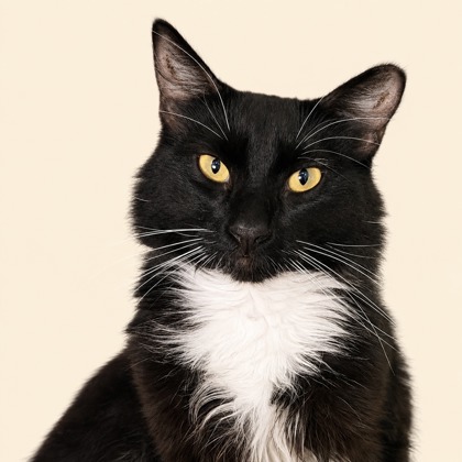 Whiskers - Photo 1