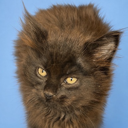 Willow - Photo 3