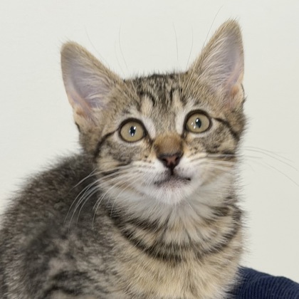 Parsley - Photo 1