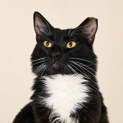 Whiskers - Photo 2