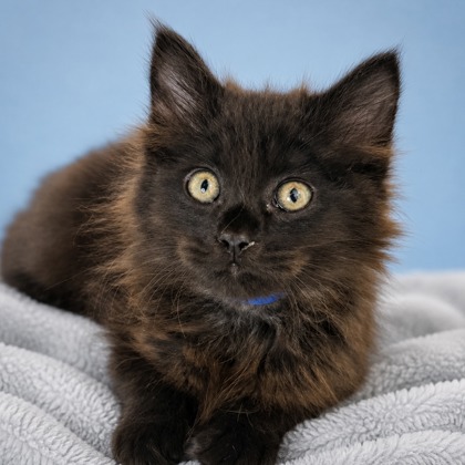 Willow - Photo 1