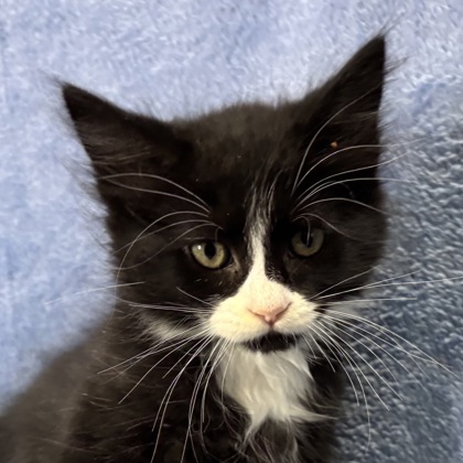 Hezekiah - Photo 1