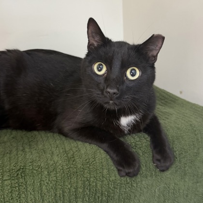 Tuxedo - Photo 2