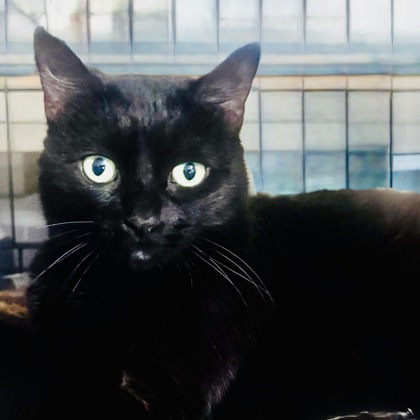 Miss Kitty - Photo 3