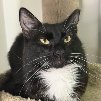 Whiskers - Photo 3