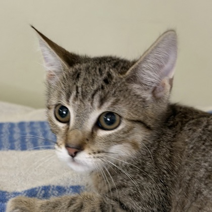 Gracie - Photo 1