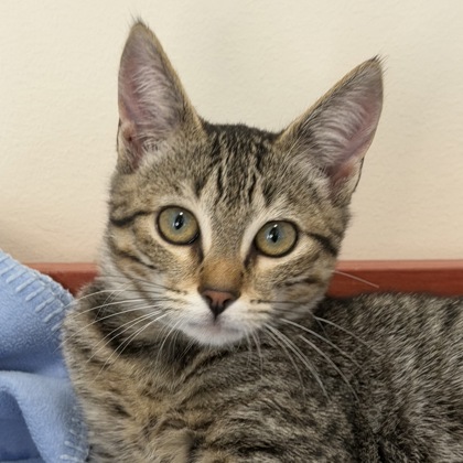 Maggie - Photo 1
