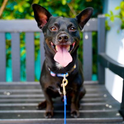 Sparky - Photo 1