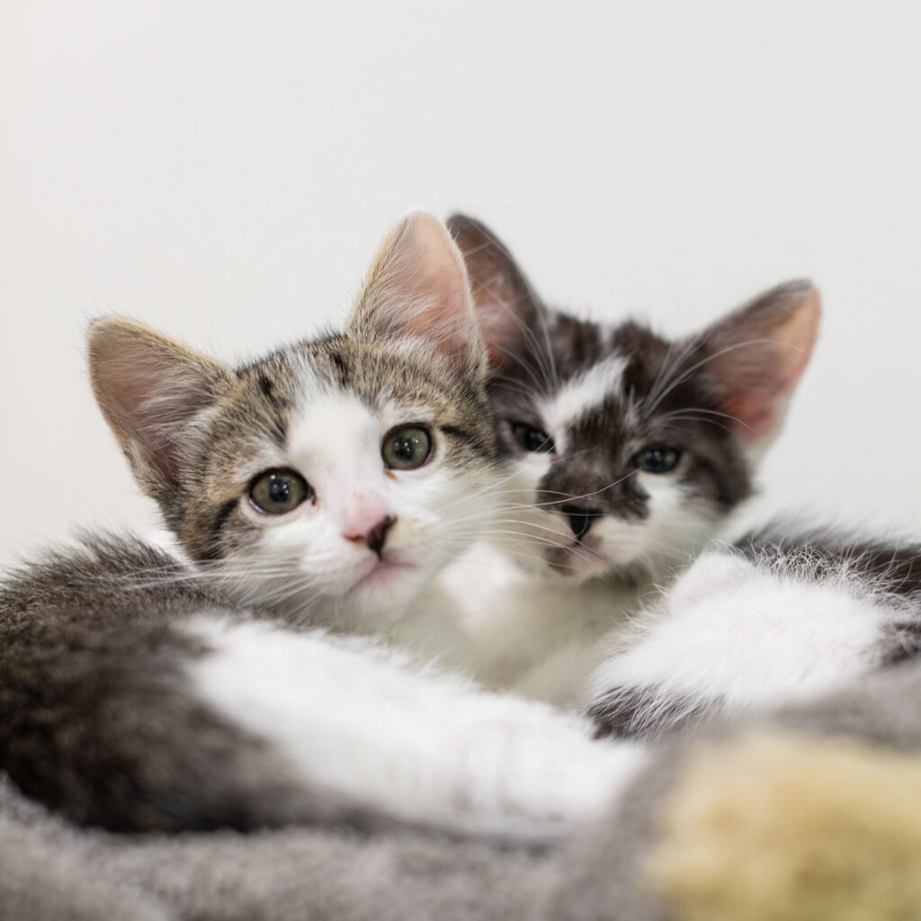 Photo of two white and tabby kittens