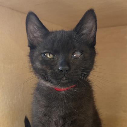 Lucia - Photo 3