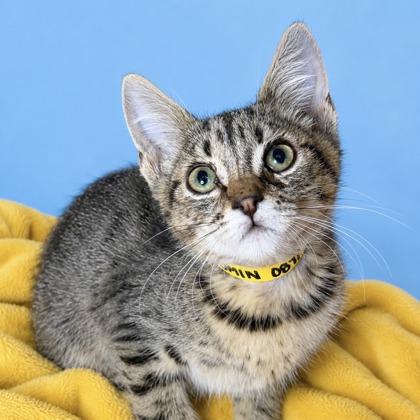 Jasmin - Photo 2
