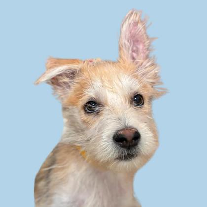 Caspian - Photo 1