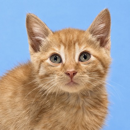 Fawn - Photo 1