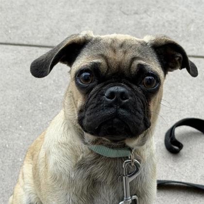Kronk - Photo 1