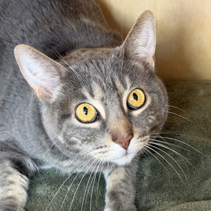 Smokey - Photo 3