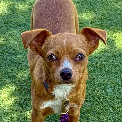 Pippa - Photo 1