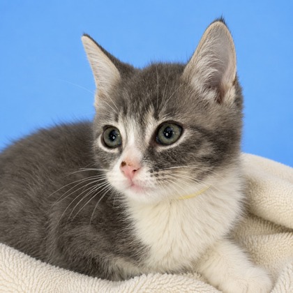 Timber - Photo 2