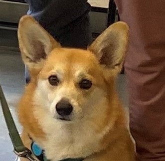 Biscuit AAT dog