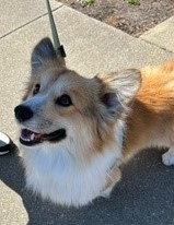 Brioche AAT dog