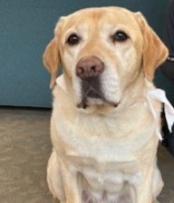 Charlie AAT dog
