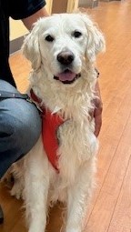 Charlie AAT dog