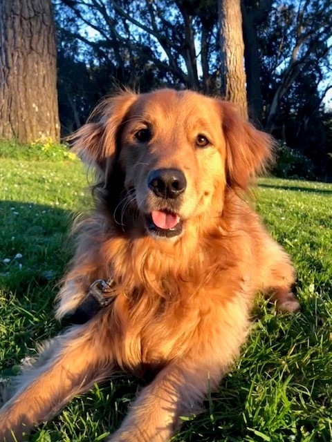 Cora AAT dog