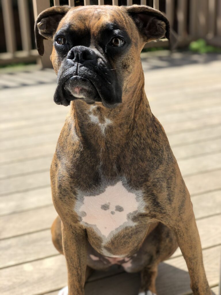 Daisy AAT dog