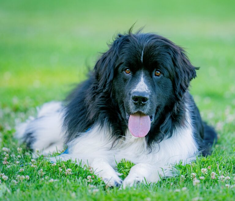 Foley AAT dog