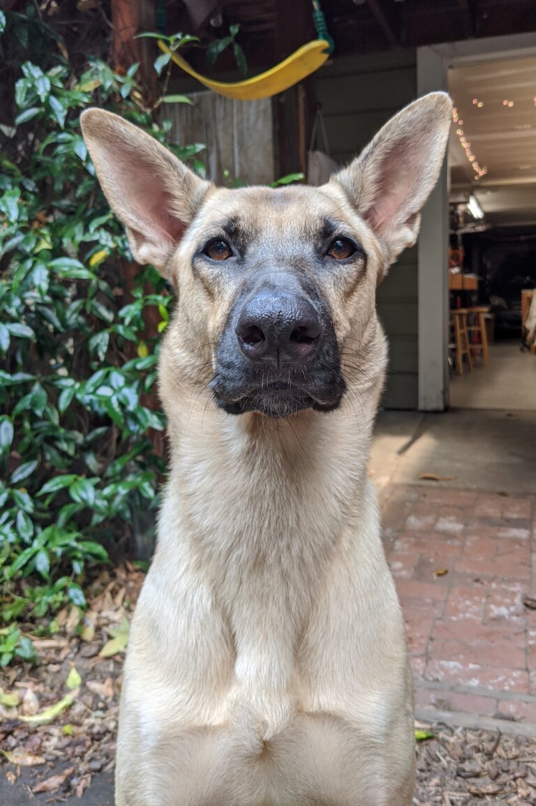 Frida AAT dog