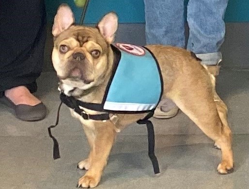 Hans AAT dog