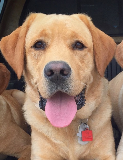 Hunter AAT dog