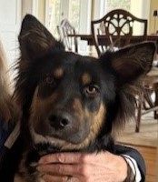 Keegan AAT dog