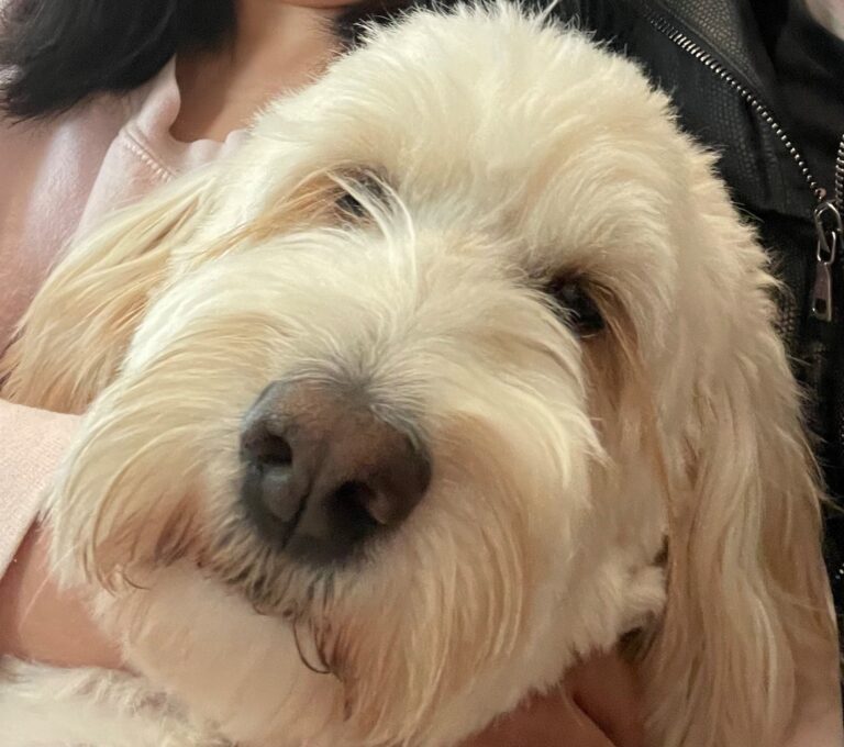 Leela AAT dog