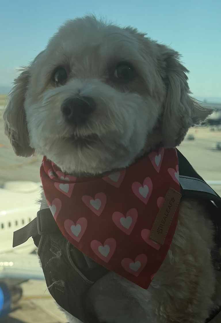 Leo AAT dog