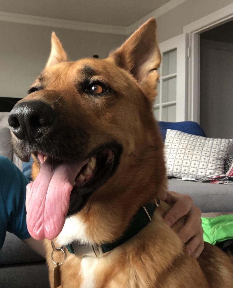 Lupin AAT dog