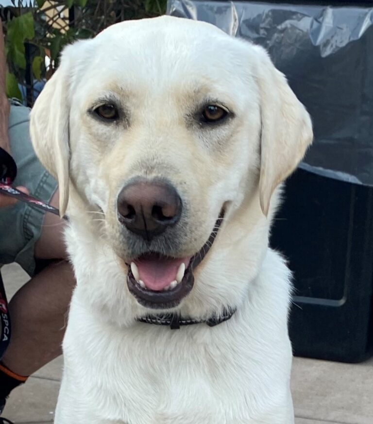 Moonshine AAT dog