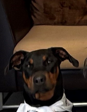 Neo AAT dog