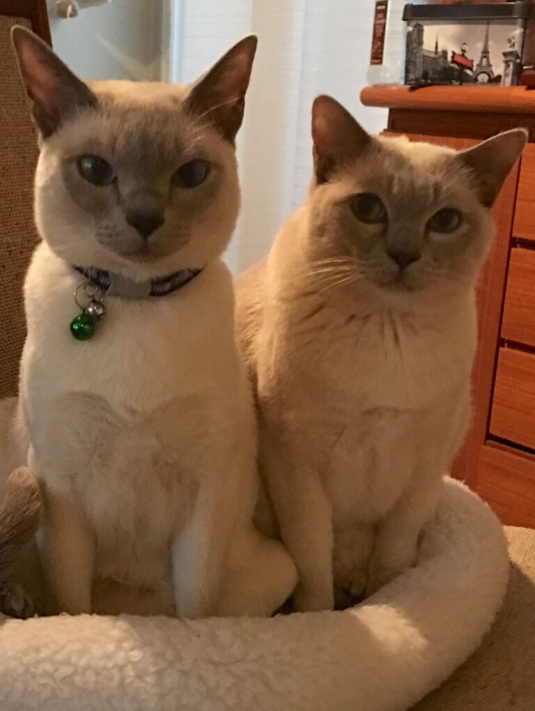 Nimbus & Lacey AAT cats